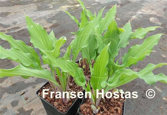 Hosta Peek-a-boo Purple