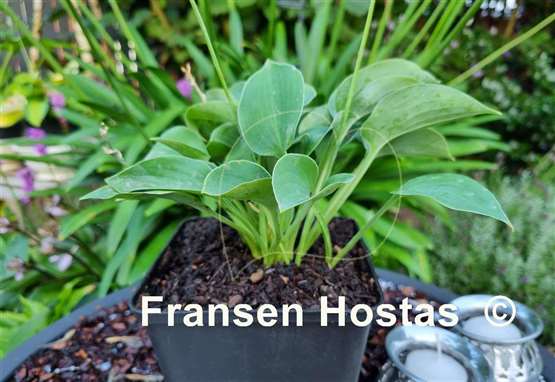 Hosta Pelham Blue Tump