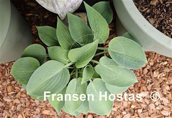 Hosta Pelham Blue Tump