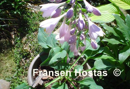 Hosta Pelham Blue Tump