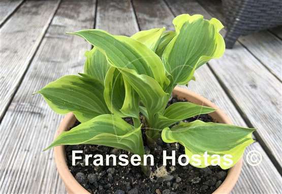 Hosta Penny Lane