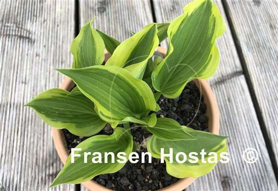 Hosta Penny Lane