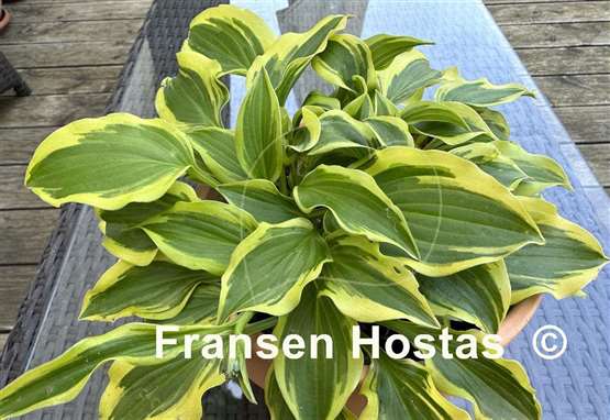Hosta Penny Lane