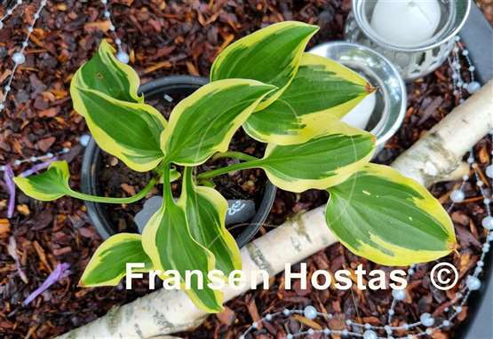 Hosta Penny Lane