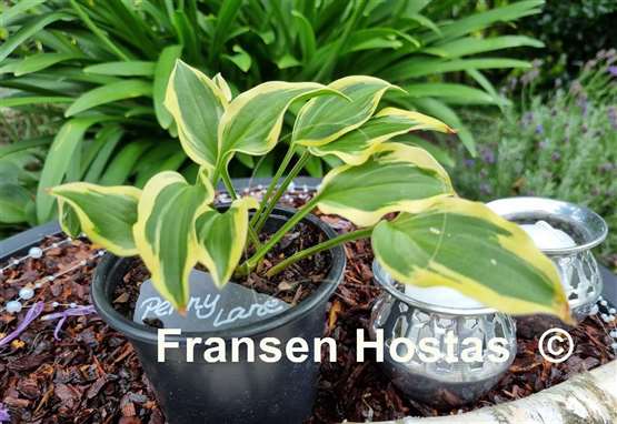 Hosta Penny Lane