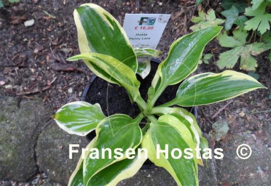 Hosta Penny Lane