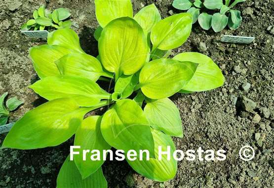 Hosta Peppermint Cream