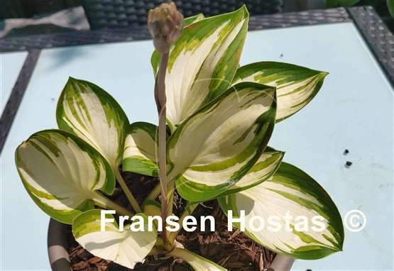 Hosta Peppermint Ice