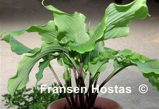 Hosta Peppermint Twist