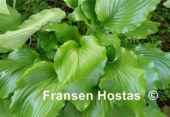 Hosta Peppermint Twist