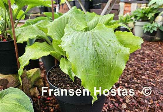 Hosta Peppermint Twist