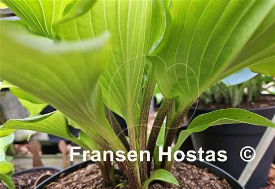 Hosta Peppermint Twist