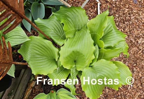 Hosta Peppermint Twist