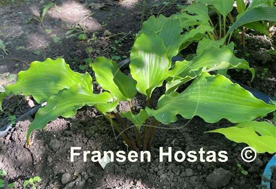 Hosta Peppermint Twist