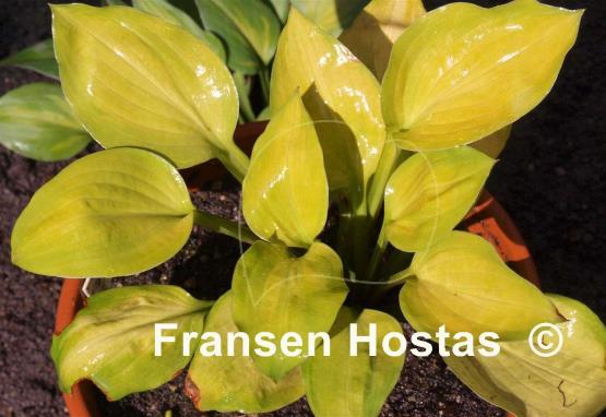 Hosta Peppermint Cream