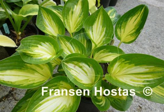 Hosta Peppermint Ice