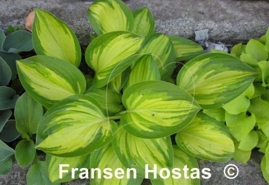 Hosta Peppermint Ice