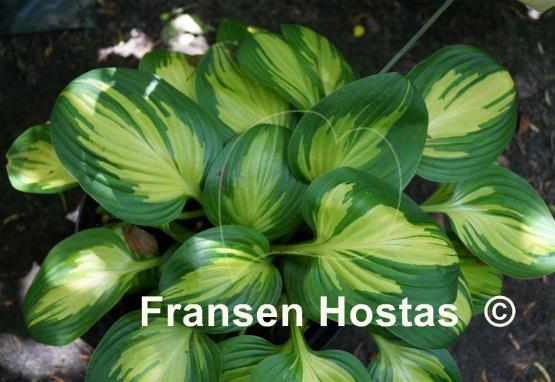 Hosta Peppermint Ice
