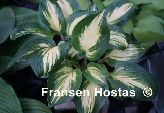 Hosta Peppermint Ice