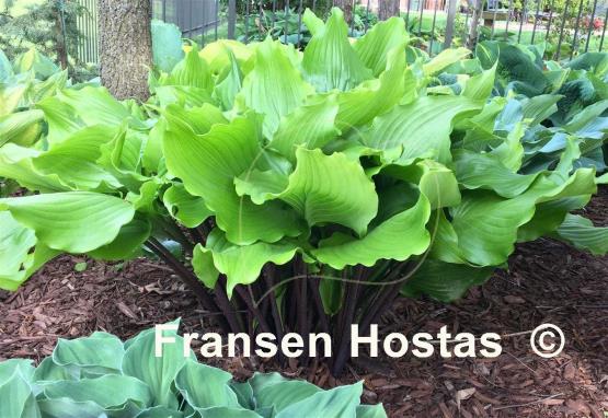 Hosta Peppermint Twist