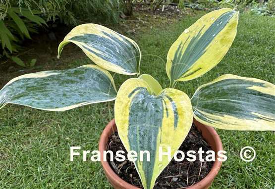 Hosta Permafrost