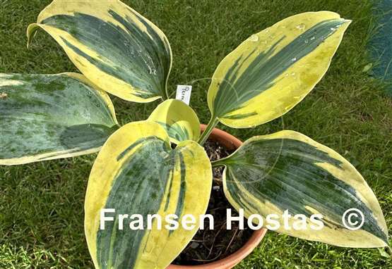 Hosta Permafrost