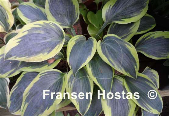Hosta Permafrost