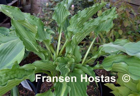 Hosta Permanent Wave