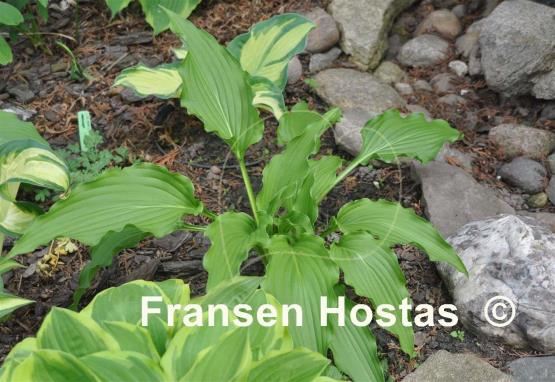 Hosta Permanent Wave
