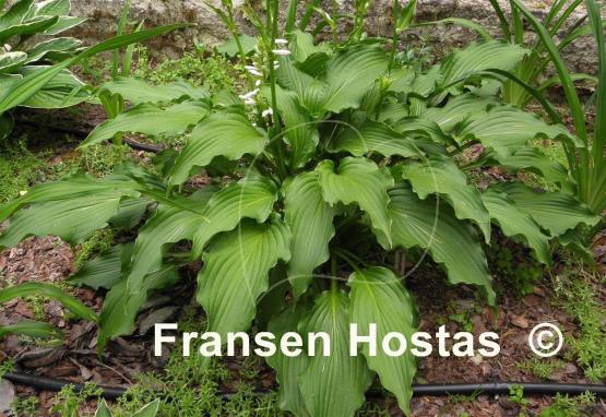 Hosta Permanent Wave
