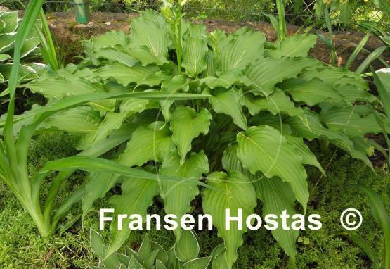Hosta Permanent Wave