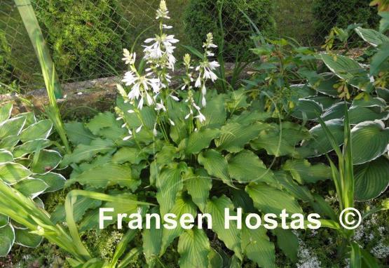Hosta Permanent Wave