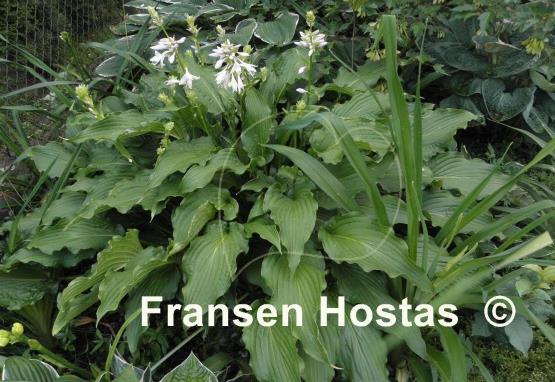 Hosta Permanent Wave