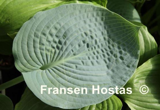 Hosta Perry's True Blue