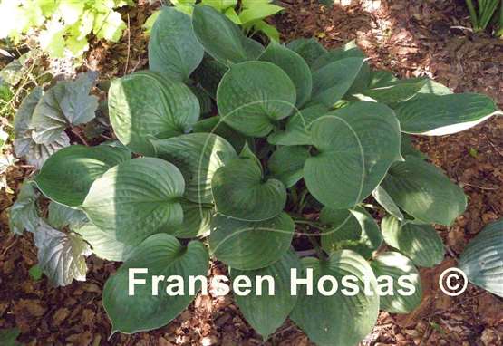Hosta Pete's Dark Satellite