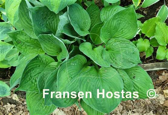 Hosta Pete's Dark Satellite