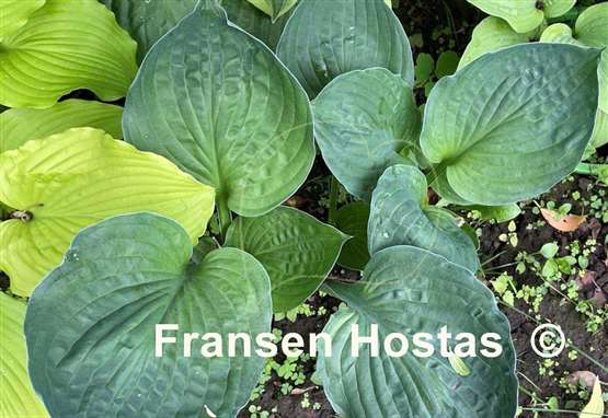 Hosta Pete's Dark Satellite