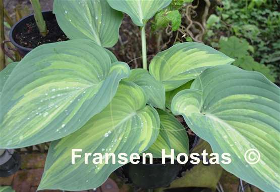 Hosta Pete's Design