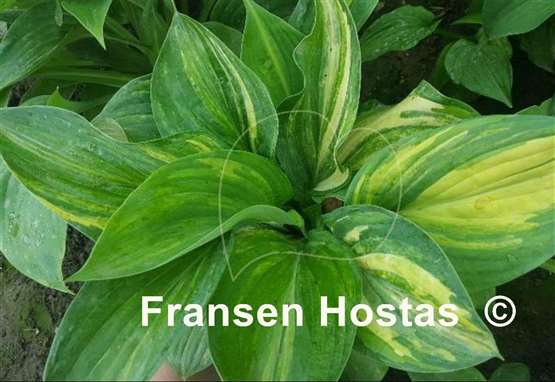Hosta Pete's Design