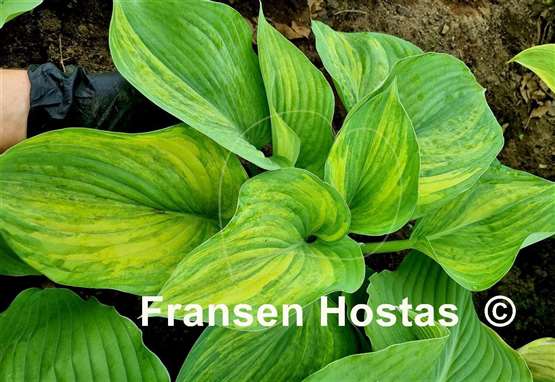 Hosta Pete's Design