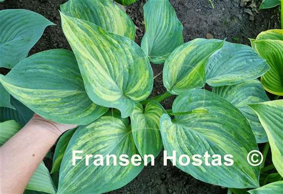 Hosta Pete's Design