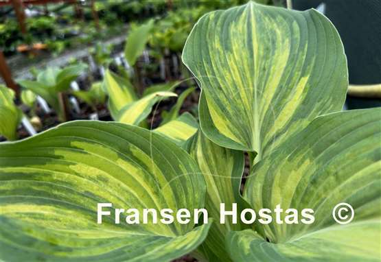 Hosta Pete's Design