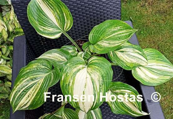 Hosta Pete's Design