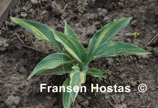 Hosta Pete's Impression