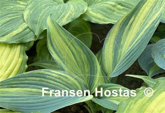 Hosta Pete's Impression
