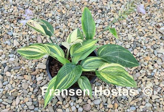 Hosta Pete's Impression