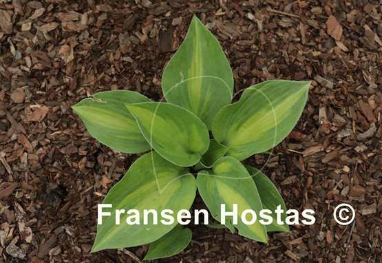 Hosta Pete's Mystery