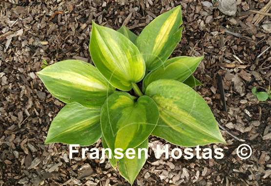 Hosta Pete's Mystery