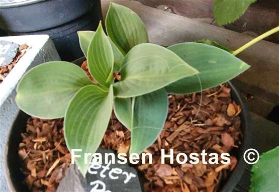 Hosta Peter Pan