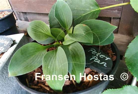 Hosta Peter Pan